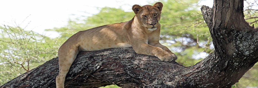 Lake Manyara Safari