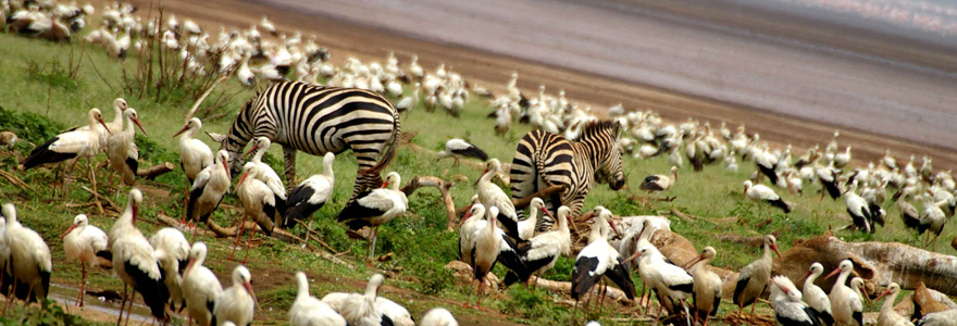 Serengeti and Ngorongoro Crater