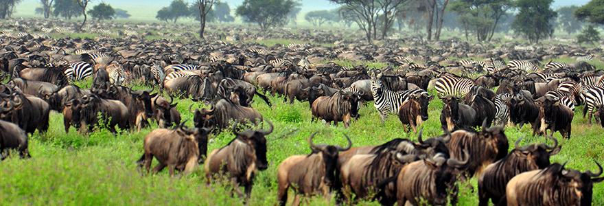 Safari in Tanzania