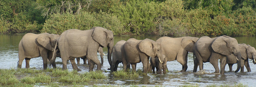 Selous Game Reserve