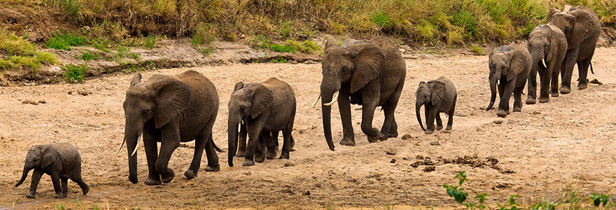 Tarangire National Park