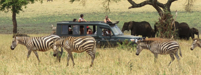 Book your safari
