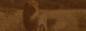 Wildlife in Tanzania
